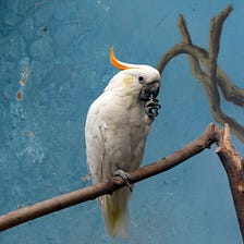 Sumba’s Avian Housing Crisis Creates ‘Fight Club’ For Its Rare Cockatoos