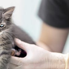 Stress Reported as Major Barrier to Cats Visiting the Vet