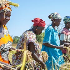 Sénégal : Bouse de vache, la « pépite verte » des femmes de Kolda