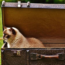 Travel with Cats, Take Two