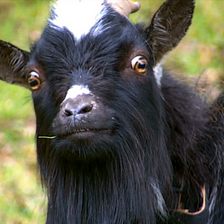A 25-year-old man was detained for having s3x with a goat at midnight.