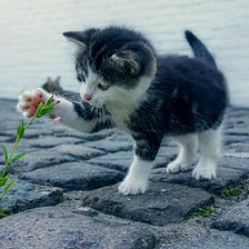 7 Common And Funny French Expressions Using The Word Cat By Mathias Barra The Language Learning Hub Medium