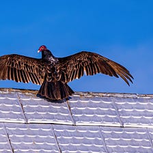 Ten Things You Didn’t Know About Me : Turkey “The Turk” Vulture