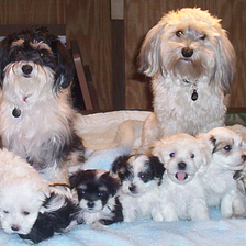 The Characteristics of the Havanese Dog Breed