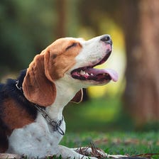 How to Choose a Pet Beagle