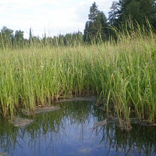 Rice Rights? Hey, It’s Really A Thing