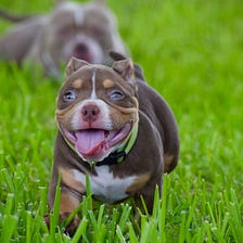 HOW TO BECOME A SUCCESSFUL AMERICAN BULLY BREEDER PART I: DECIDING ON A CLASS