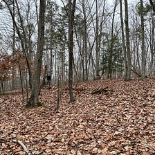 A Ramble in the Woods Refreshes the Soul