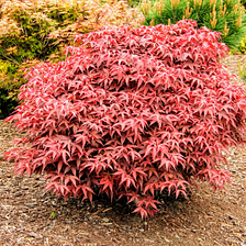 How to Care for a Rhode Island Red Japanese Maple in Winter?