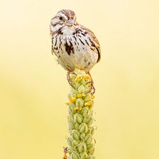 On Sparrows and the War in Ukraine