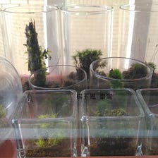 苔蘚學堂 苔球製作 無棉線 泥炭土版 材料 小盆栽 蘭花 粗赤玉土 苔片 絲襪 剪刀 針線 橡皮筋 圓柱形瓶罐 By Yu Feng