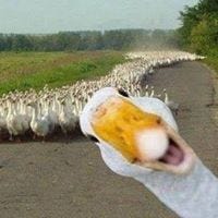 Gregory B Hulse