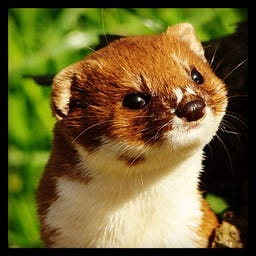The Grease Weasel