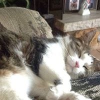 Oliver Meow