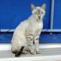 Jean-François Du Demaine