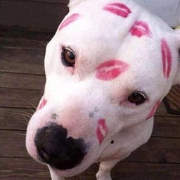 Pitbull w Lipstick💄