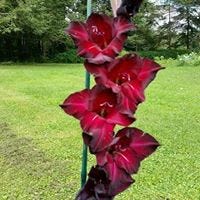 Cindy Ferrare