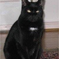 Susan Rovner Didonato