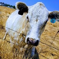 Christine Mc Alister