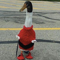 Duck Therapy
