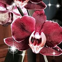 Linda Hoffelmeyer Lambright Stenger