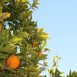 Bayamón