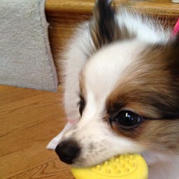 Ivy the Papillon