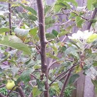 Margaret Bland