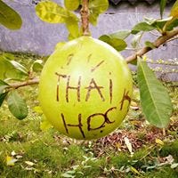 Đinh Thái Học