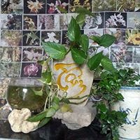 Hà Văn Trân