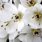 Sandra Fulmer