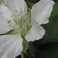 Marian Minty