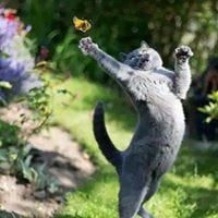 Marie-Noelle Bourdiec