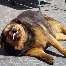 Cochorru