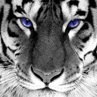 Angela Richburg Robinson