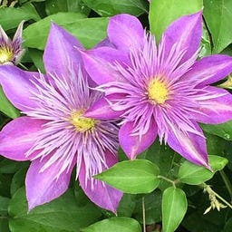 Sue Fletcher