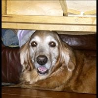 Abbie Bella