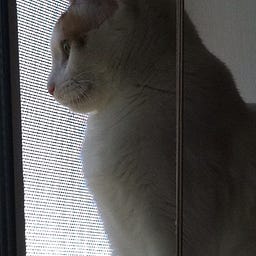 catherine glickman