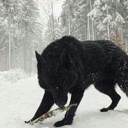 7heblackwolf