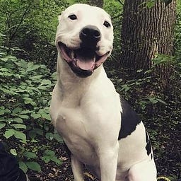 Pit Bulls Online