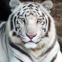 Avi Bhatt