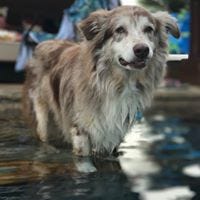 Robin Ashman-Terrell