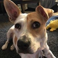 Anne-Marie Kaczorowski