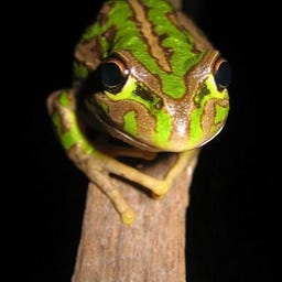 jiaji
