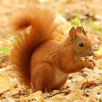 Pokki RedSquirrel