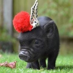 micropigs