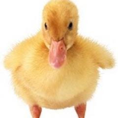Duck Duck