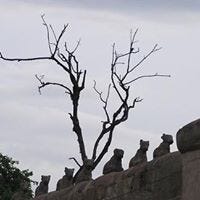 Nagalakshmi Swaminathan