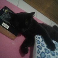 Elfin Apoema Miranda