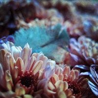 Screamincolor